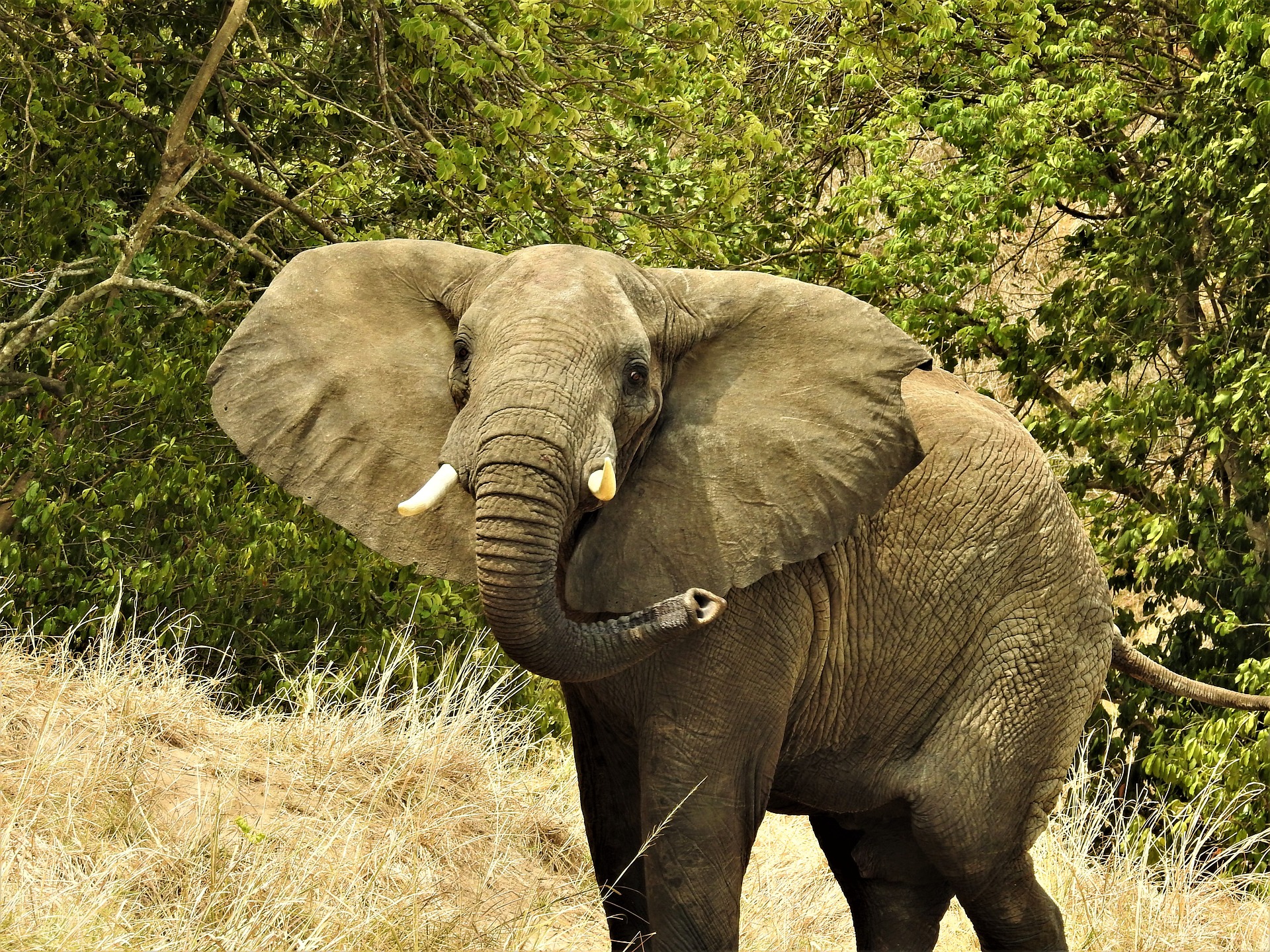 African Safaris and Tours