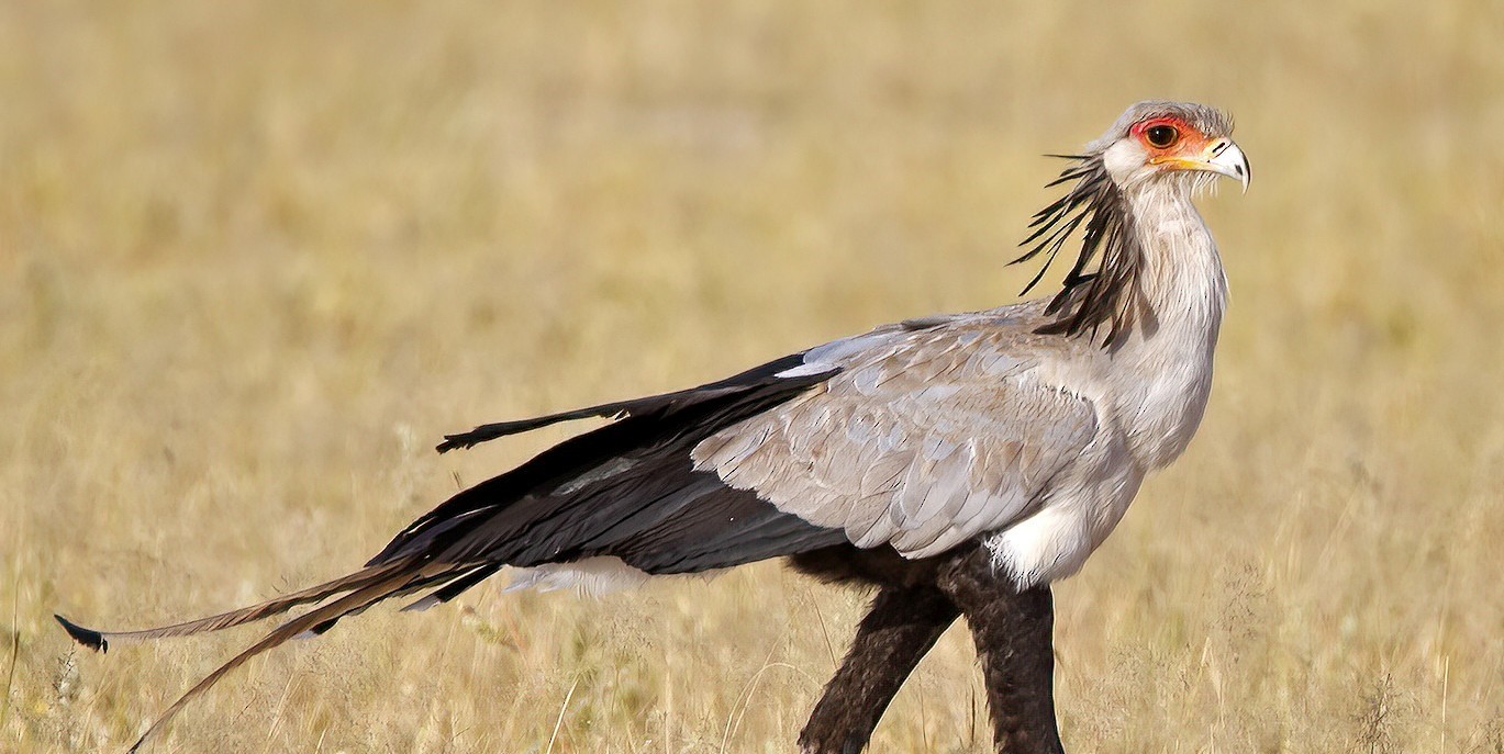 African Safaris and Tours