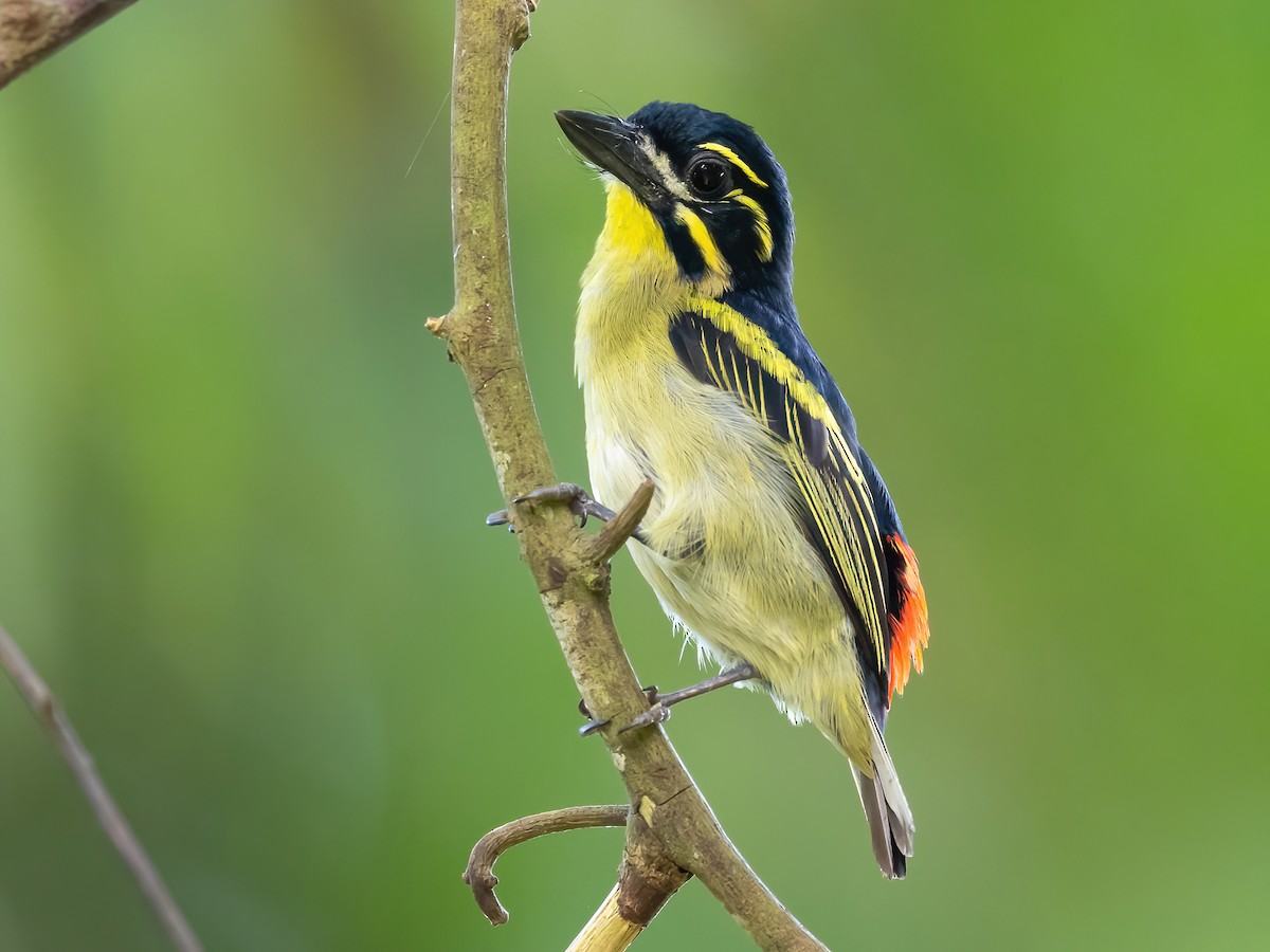 birding in Semuliki National Park