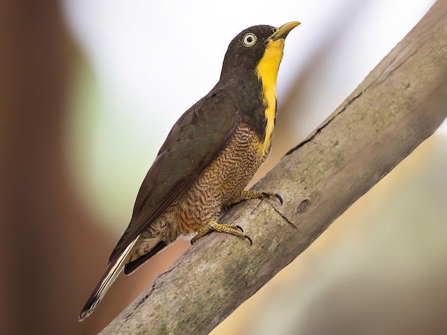 Birds in Semuliki National Park