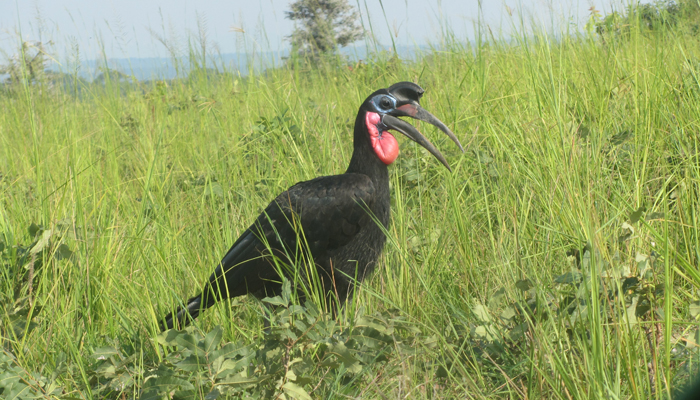 Nyaburogo Gorge Hike